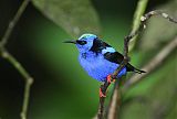 Red-legged Honeycreeper