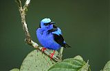 Red-legged Honeycreeper