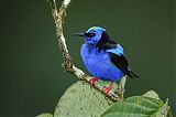 Red-legged Honeycreeper