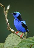 Red-legged Honeycreeper