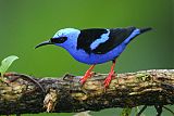 Red-legged Honeycreeper