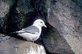 Red-legged Kittiwakeborder=