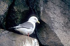 Red-legged Kittiwake