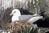 Red-legged Kittiwake