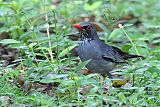Red-legged Thrushborder=