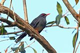 Red-legged Thrushborder=