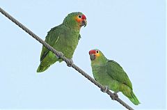Red-lored Amazon