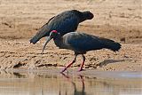 Red-naped Ibisborder=