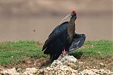 Red-naped Ibisborder=