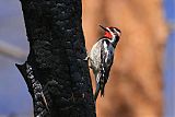 Red-naped Sapsuckerborder=