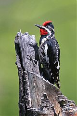 Red-naped Sapsucker