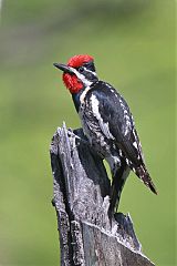 Red-naped Sapsucker