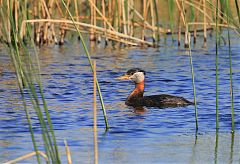 Red-necked Grebe