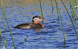 Red-necked Grebeborder=