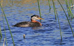 Red-necked Grebe