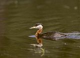 Red-necked Grebe