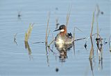 Red-necked Phalarope