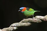 Red-necked Tanager