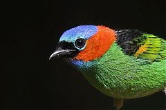 Red-necked Tanager