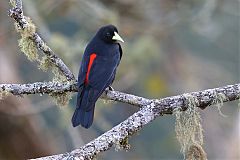 Red-rumped Cacique