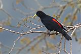 Red-rumped Caciqueborder=