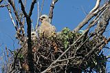 Red-shouldered Hawk