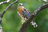 Red-shouldered Hawkborder=