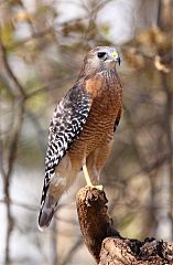 Red-shouldered Hawk