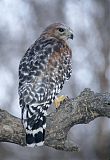 Red-shouldered Hawkborder=