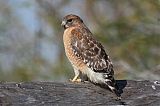 Red-shouldered Hawkborder=