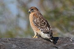 Red-shouldered Hawk