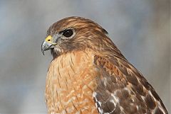 Red-shouldered Hawk