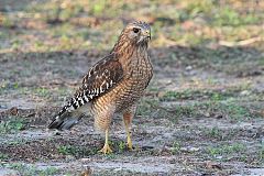 Red-shouldered Hawk