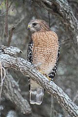 Red-shouldered Hawk