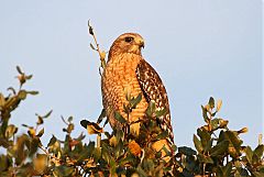 Red-shouldered Hawk