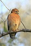 Red-shouldered Hawkborder=