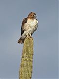 Red-tailed Hawkborder=