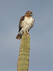 Red-tailed Hawk