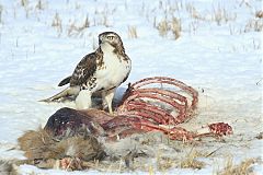 Red-tailed Hawk