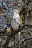 Red-tailed Hawkborder=