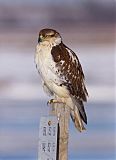 Ferruginous Hawk