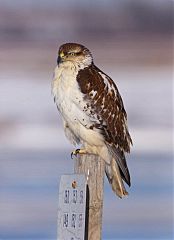 Ferruginous Hawk