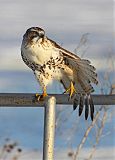 Red-tailed Hawkborder=