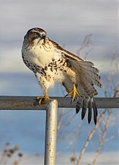 Red-tailed Hawk