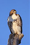 Red-tailed Hawkborder=