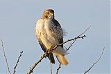 Red-tailed Hawkborder=