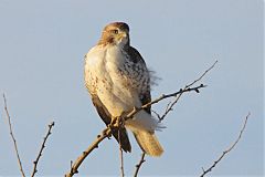 Red-tailed Hawk