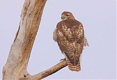 Red-tailed Hawk