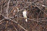 Red-tailed Hawk