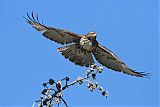 Red-tailed Hawkborder=